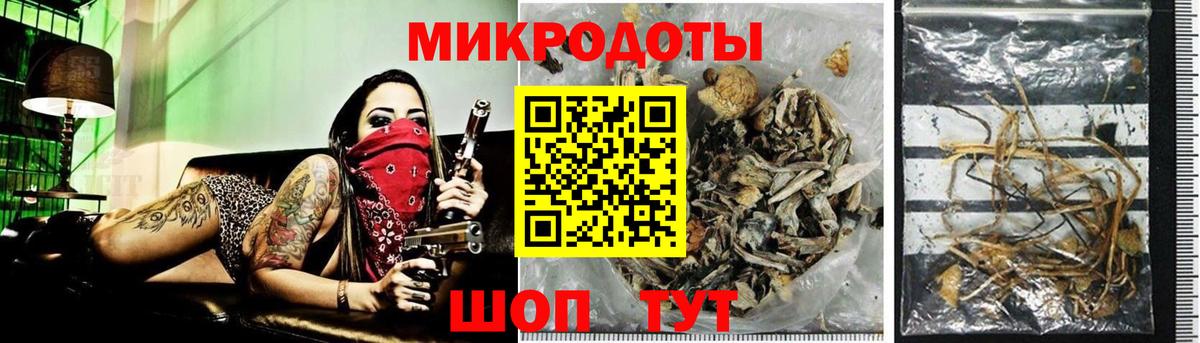 Псилоцибиновые грибы Psilocybine cubensis Сыктывкар